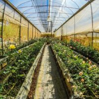 Greenhouse Irrigation